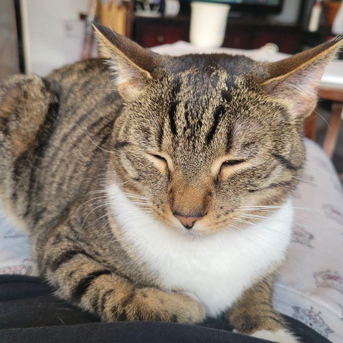 Tostito, a ADOPTABLE Tabby in Bridgewater, NJ image 5/6