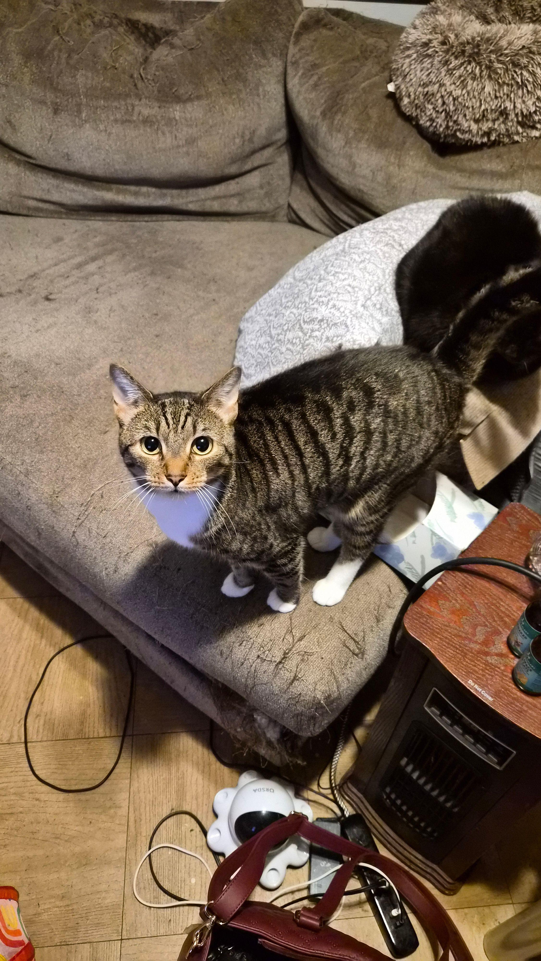 Tostito, a ADOPTABLE Tabby in Bridgewater, NJ image 6/6