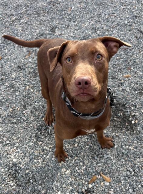 Enlarge SUGAR PLUM, a Adoptable mixed breed in Lincolnton, NC image 1/1
