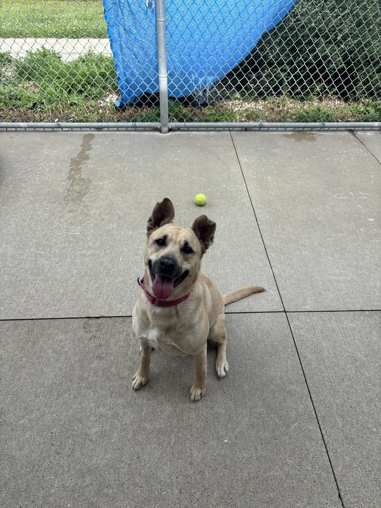 Enlarge Cece, a Adoptable mixed breed in Kalamazoo, MI image 1/5