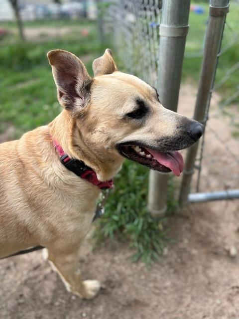 Enlarge Cece, a Adoptable mixed breed in Kalamazoo, MI image 2/5