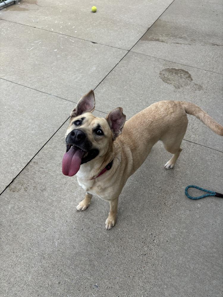 Enlarge Cece, a Adoptable mixed breed in Kalamazoo, MI image 3/5