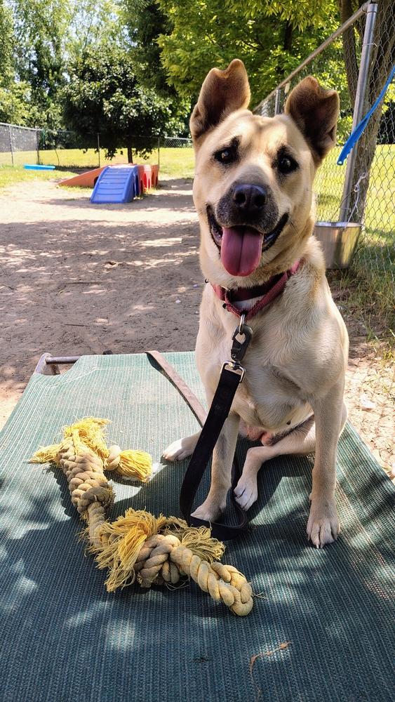 Enlarge Cece, a Adoptable mixed breed in Kalamazoo, MI image 4/5