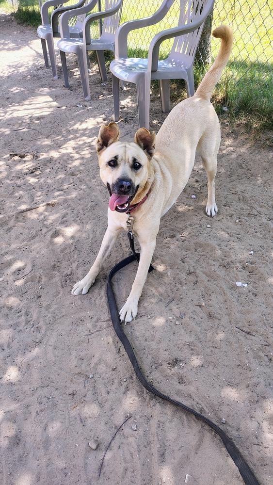 Enlarge Cece, a Adoptable mixed breed in Kalamazoo, MI image 5/5