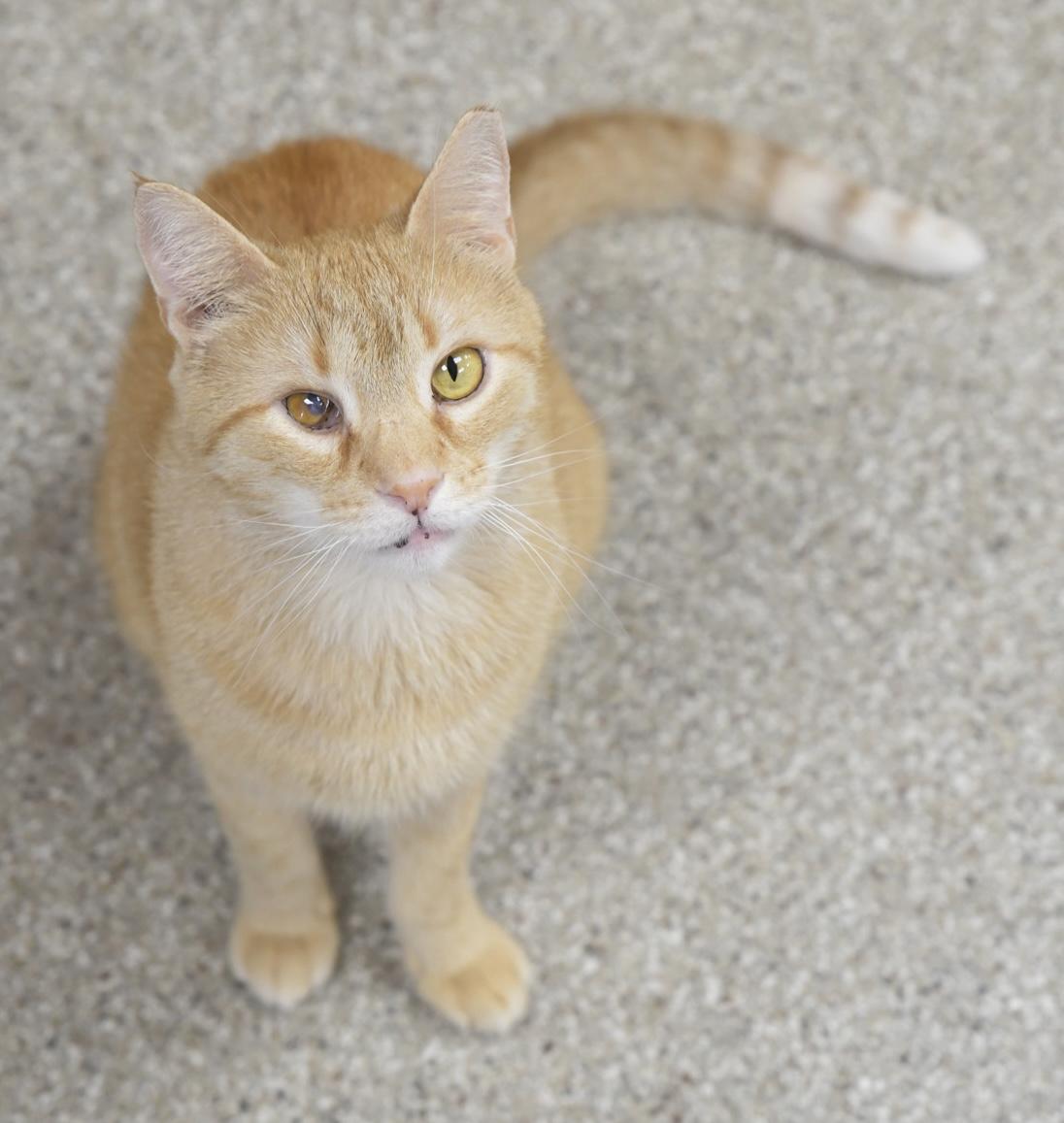 Darby, Adult Male Domestic Short Hair
