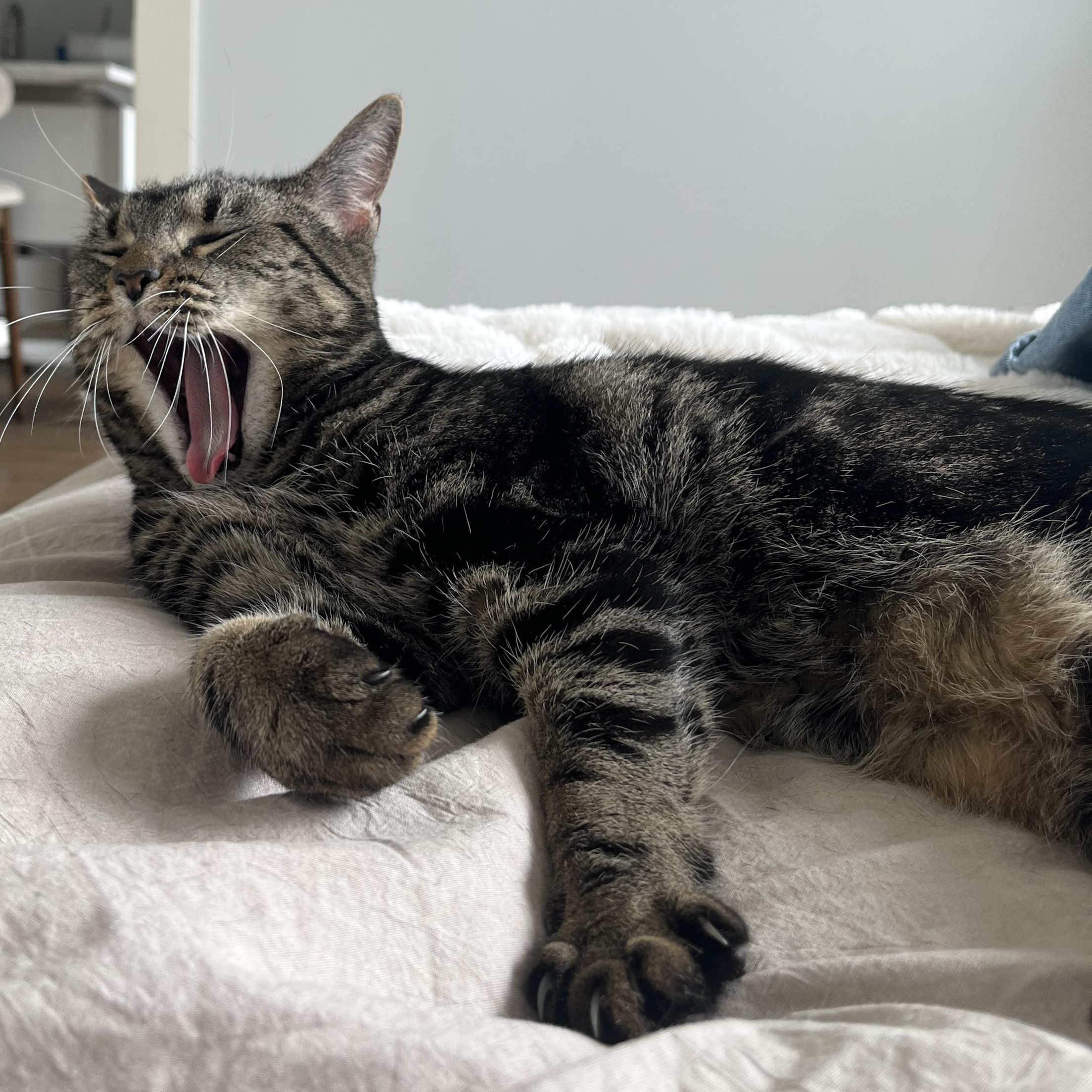 Enlarge Jagger , an adopted Tabby in Medford, MA image 6/6