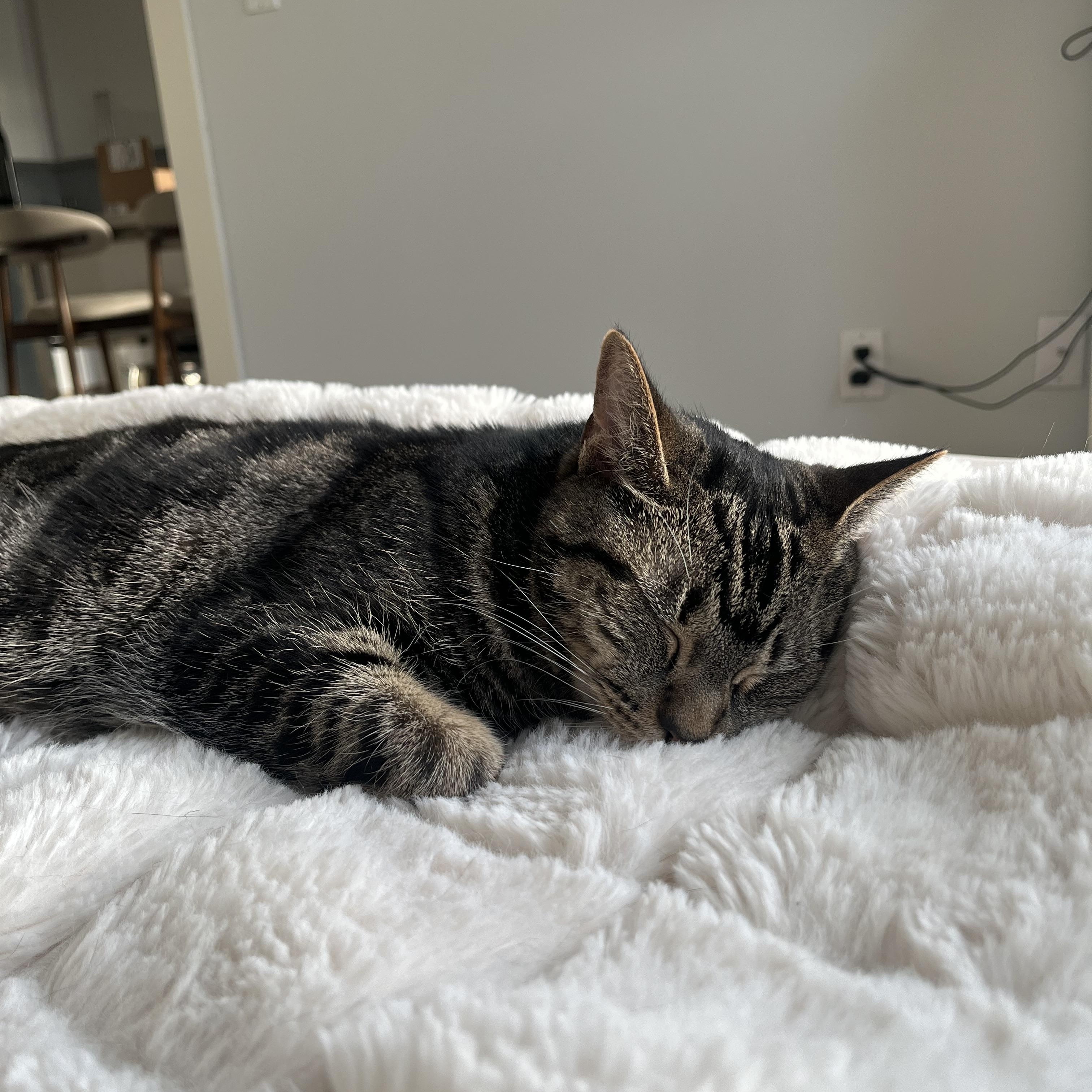 Enlarge Jagger , an adopted Tabby in Medford, MA image 5/6