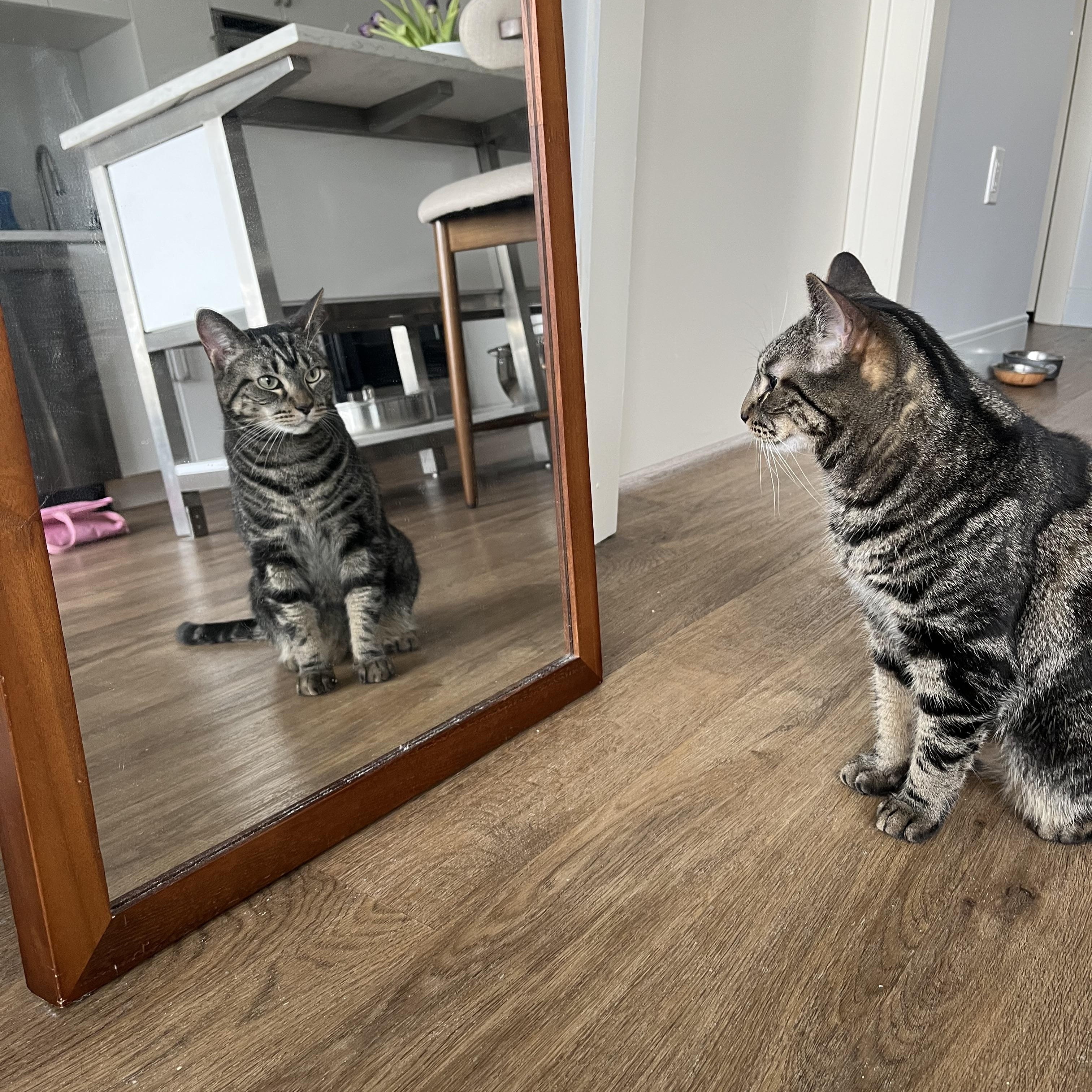 Enlarge Jagger , an adopted Tabby in Medford, MA image 2/6
