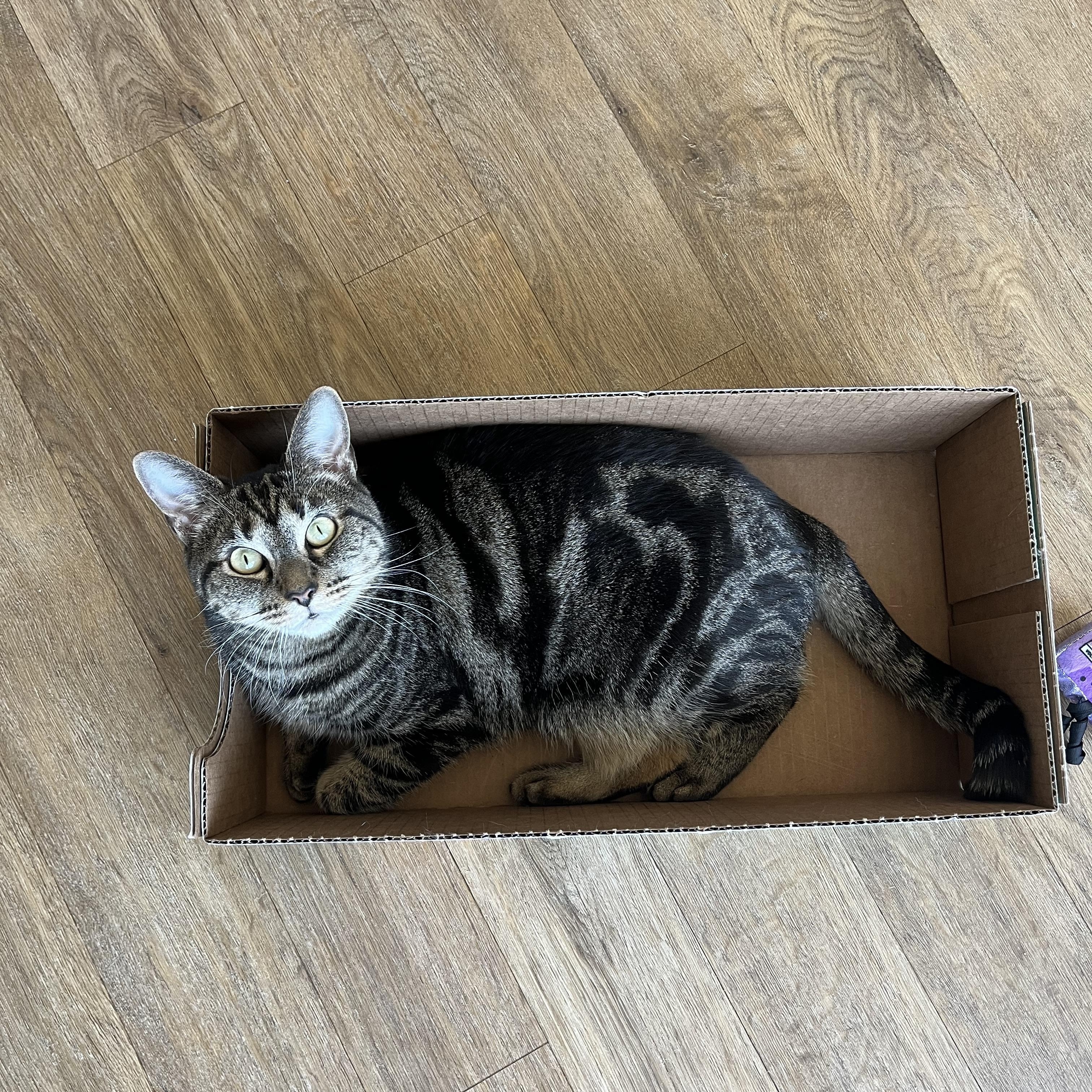 Jagger , adopted, Adult Female Tabby.