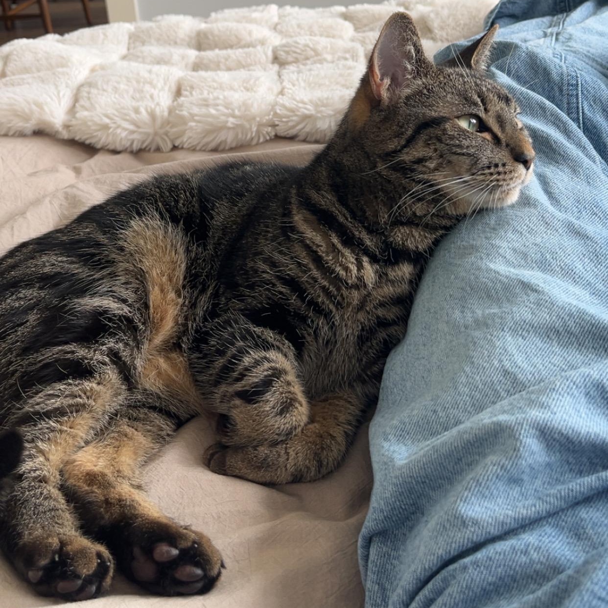 Enlarge Jagger , an adopted Tabby in Medford, MA image 3/6