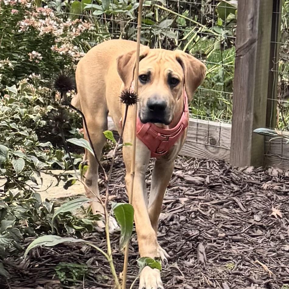 Enlarge Matilda, a Adoptable mixed breed in Pasadena , MD image 1/4