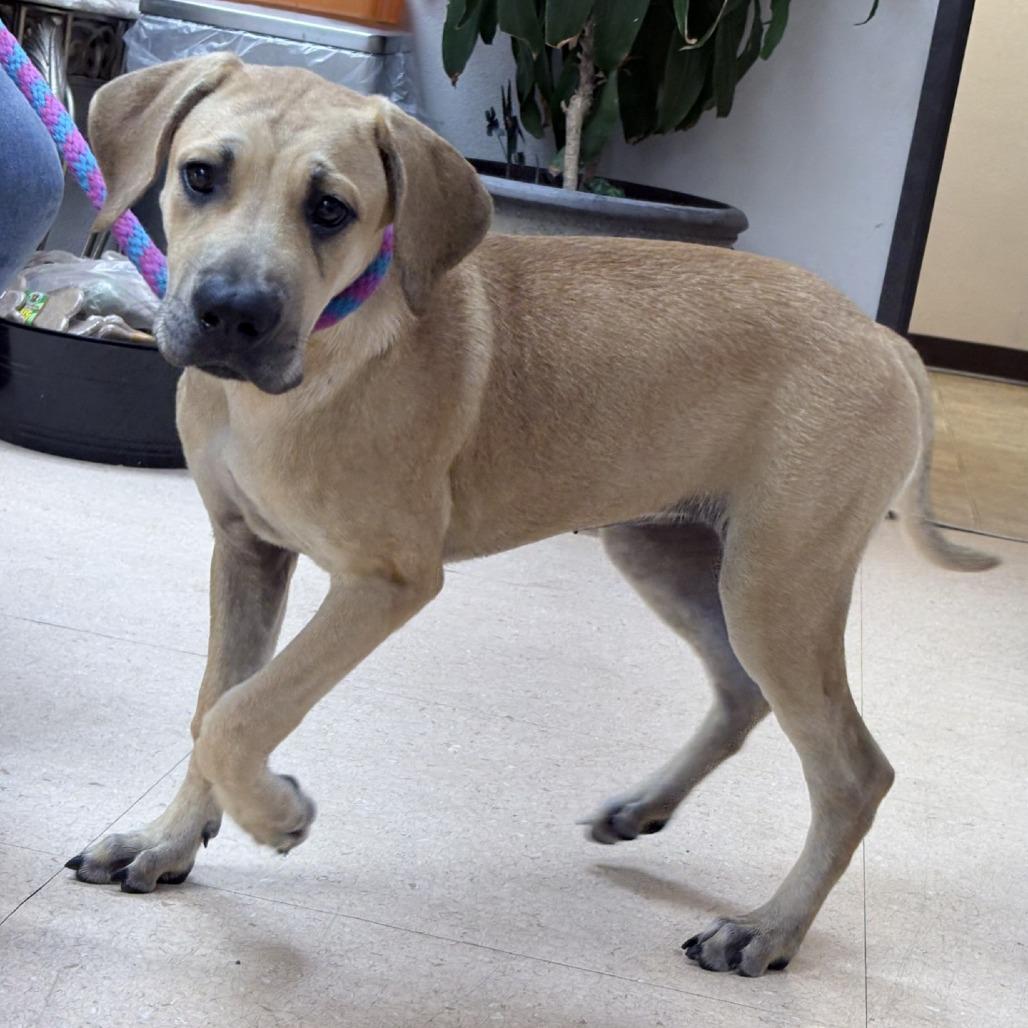 Enlarge Matilda, a Adoptable mixed breed in Pasadena , MD image 2/4