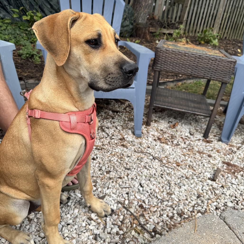 Enlarge Matilda, a Adoptable mixed breed in Pasadena , MD image 3/4