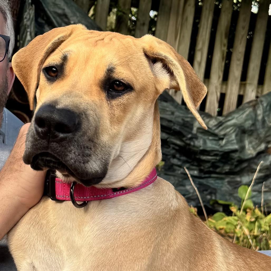 Enlarge Matilda, a Adoptable mixed breed in Pasadena , MD image 4/4