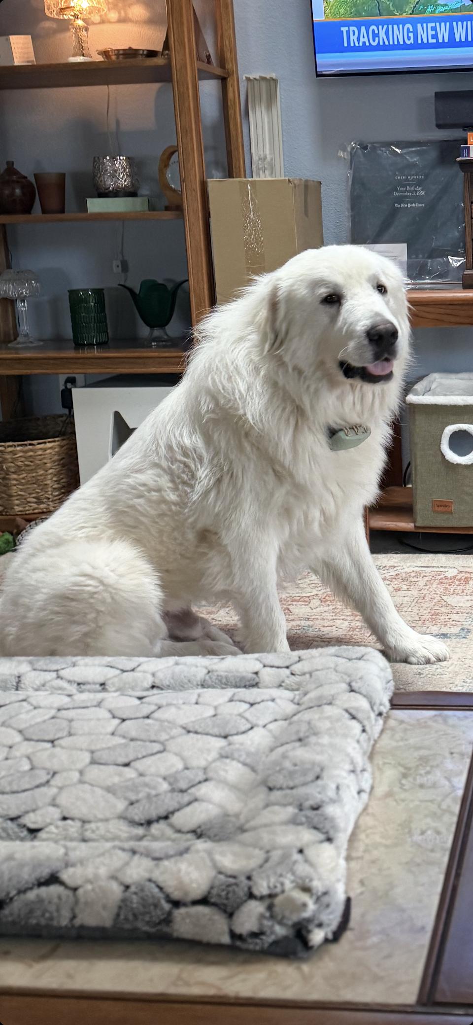 Aldrich HTX, Adoptable, Adult Male Great Pyrenees.