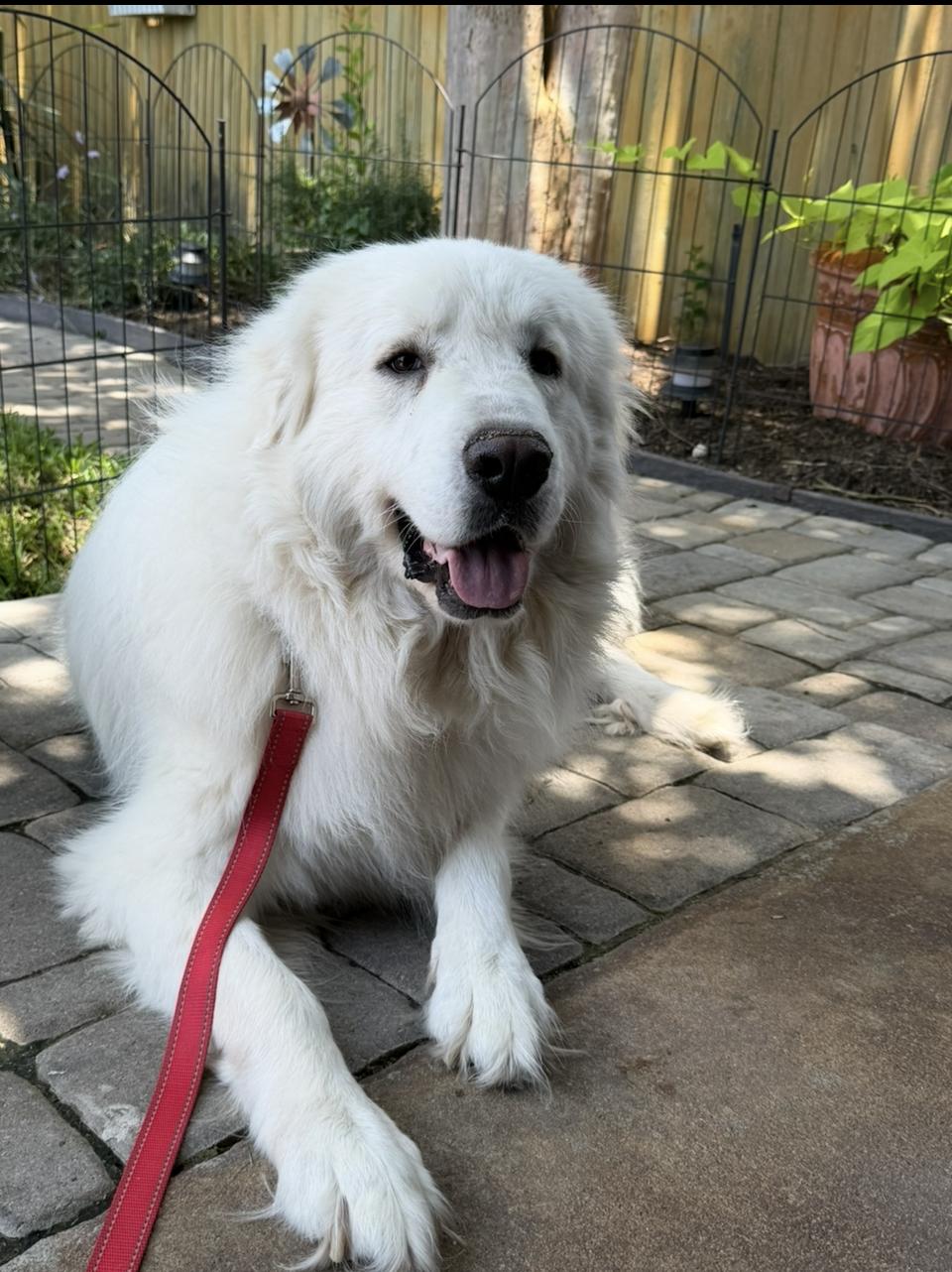 Aldrich HTX, a Adoptable Great Pyrenees in Quinlan, TX image 2/6