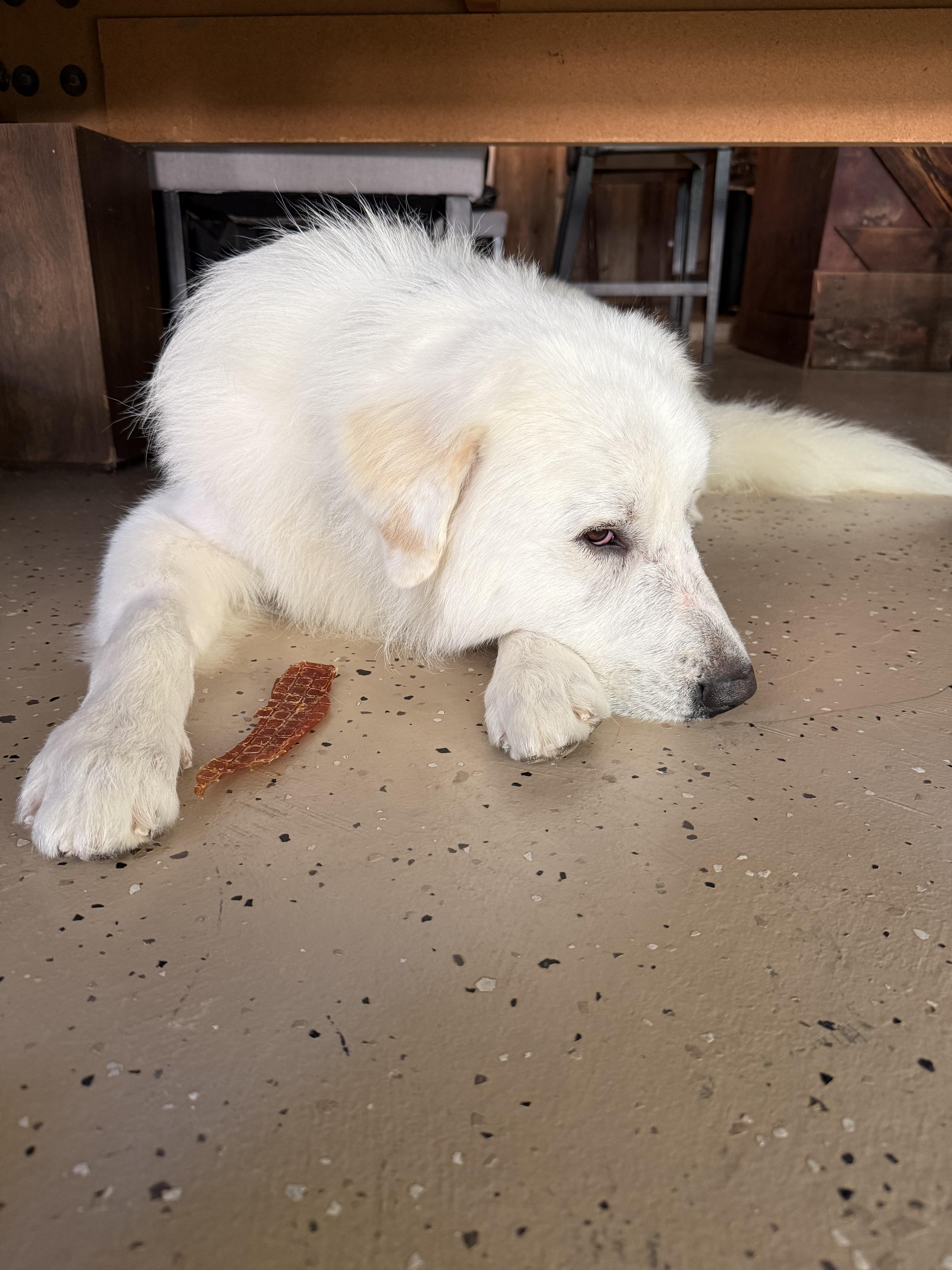 Enlarge Aldrich HTX, a Adoptable Great Pyrenees in Quinlan, TX image 2/6