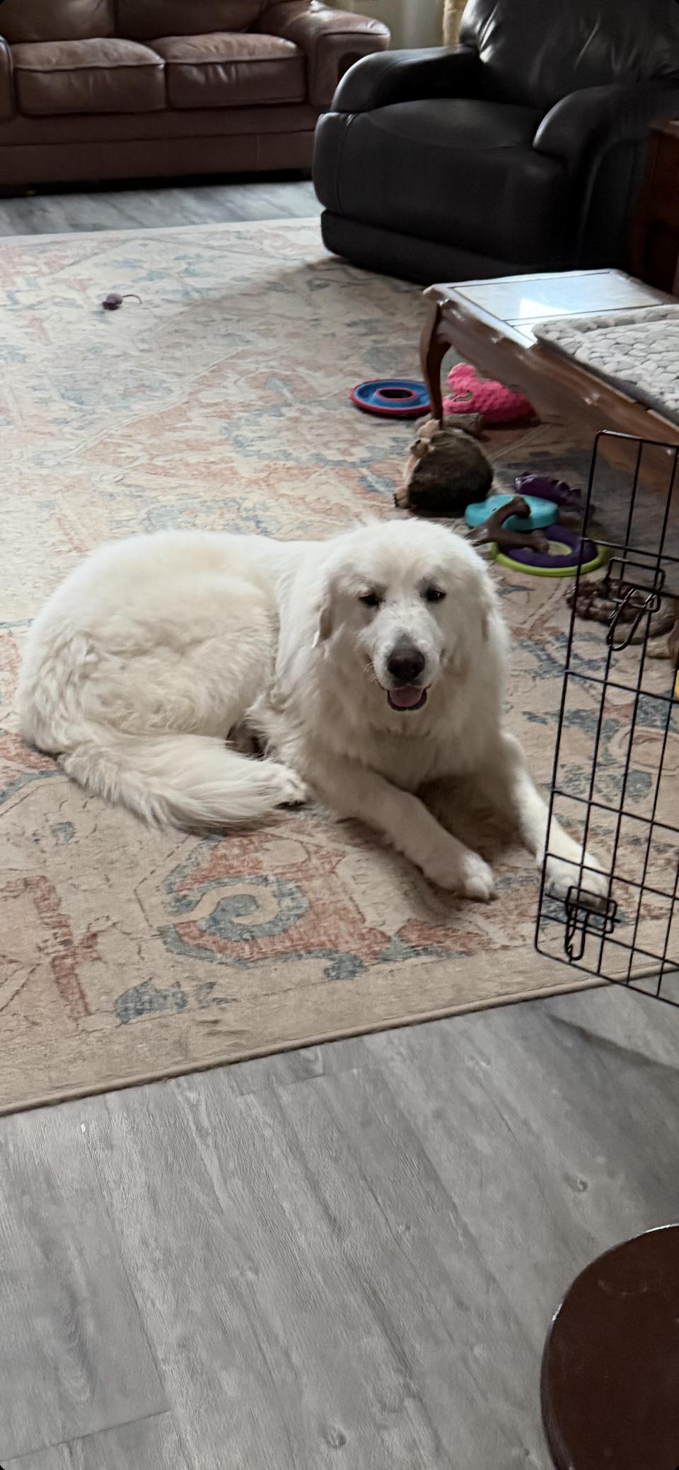 Enlarge Aldrich HTX, a Adoptable Great Pyrenees in Quinlan, TX image 3/6