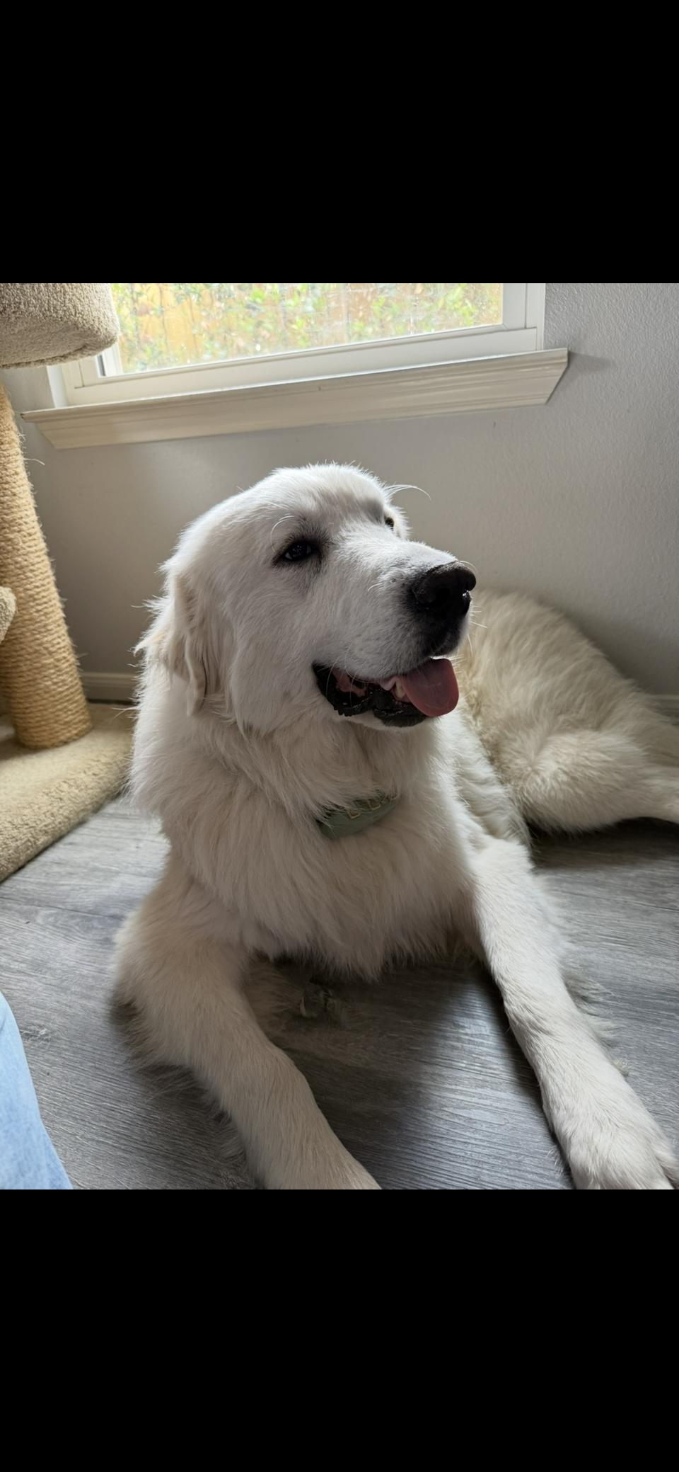 Enlarge Aldrich HTX, a Adoptable Great Pyrenees in Quinlan, TX image 4/6