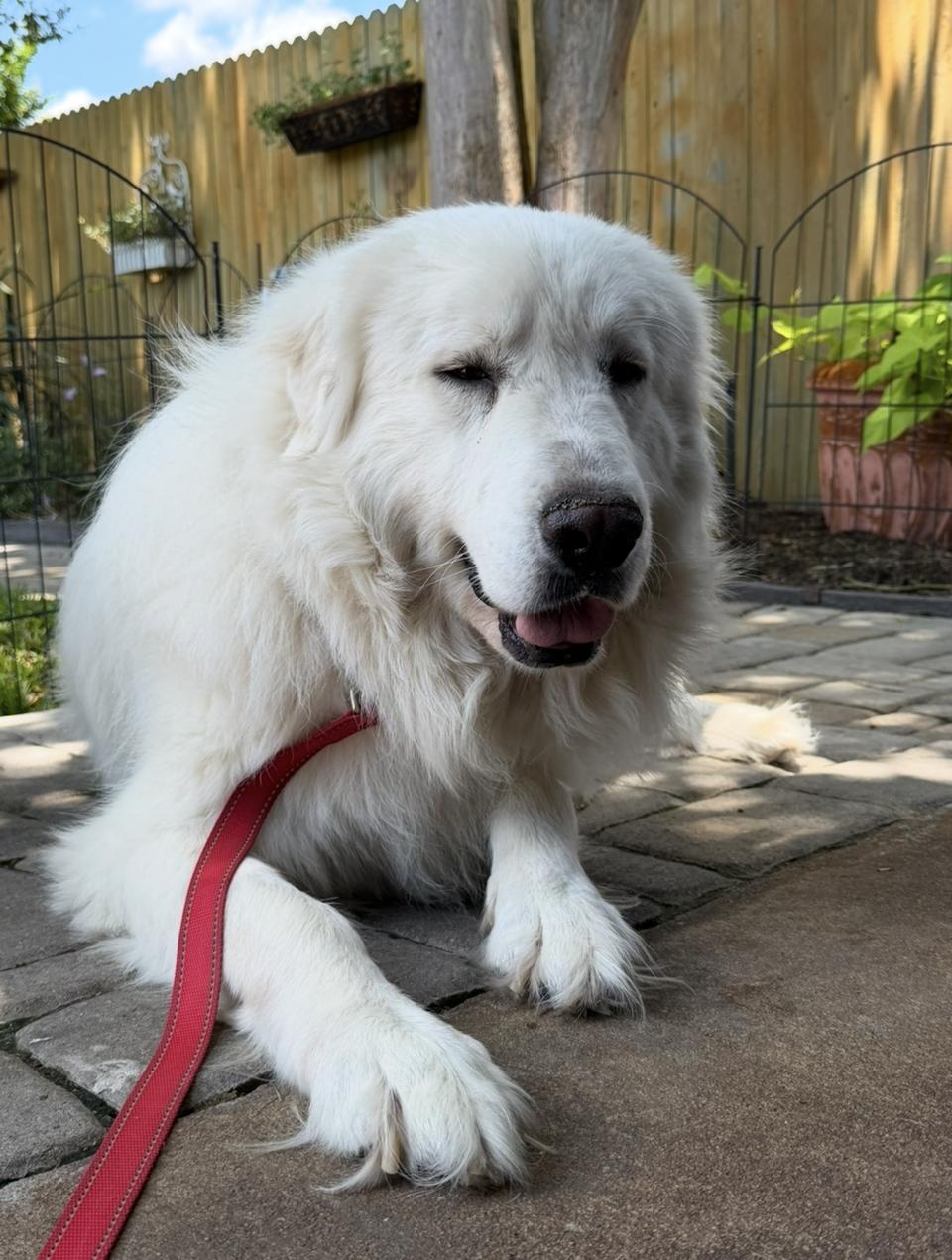 Aldrich HTX, a Adoptable Great Pyrenees in Quinlan, TX image 5/6