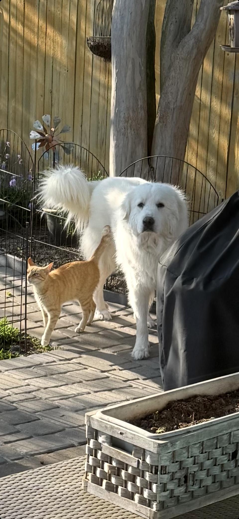 Enlarge Aldrich HTX, a Adoptable Great Pyrenees in Quinlan, TX image 6/6