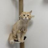 Karter, Adoptable, Adult Male Domestic Long Hair & Domestic Short Hair.
