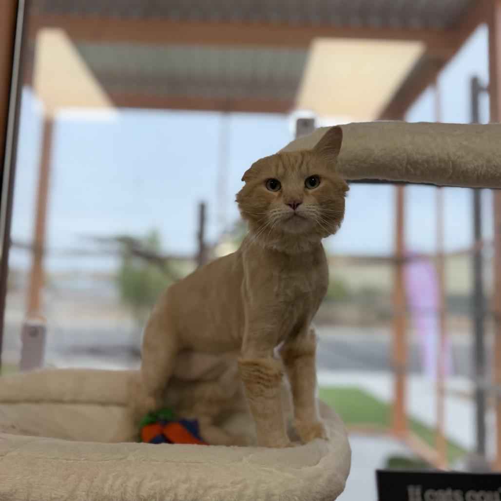 Enlarge Karter, a Adoptable mixed breed in Bullhead City, AZ image 2/3