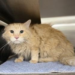 Enlarge Karter, a Adoptable mixed breed in Bullhead City, AZ image 3/3