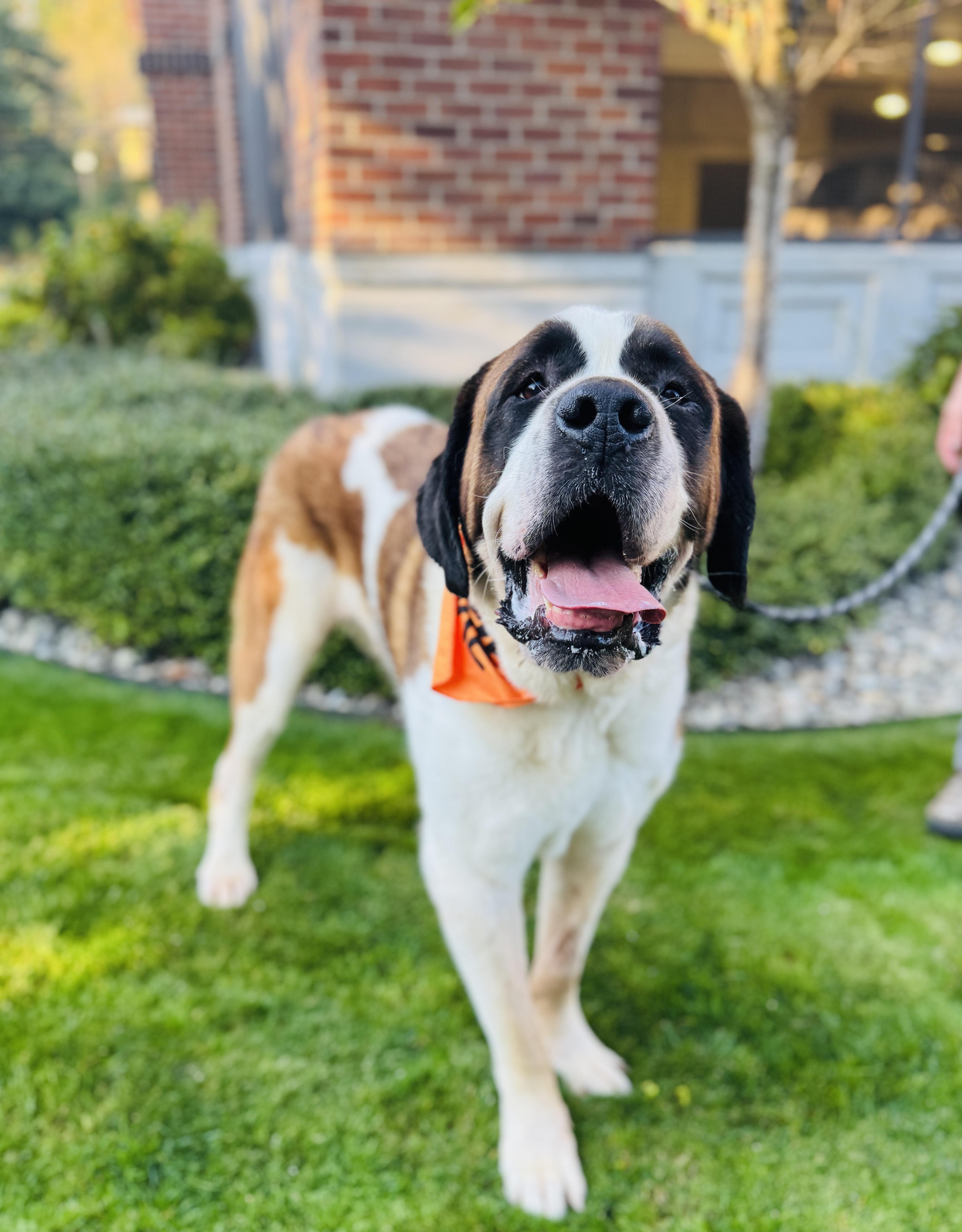 Napoleon thumbnail 2