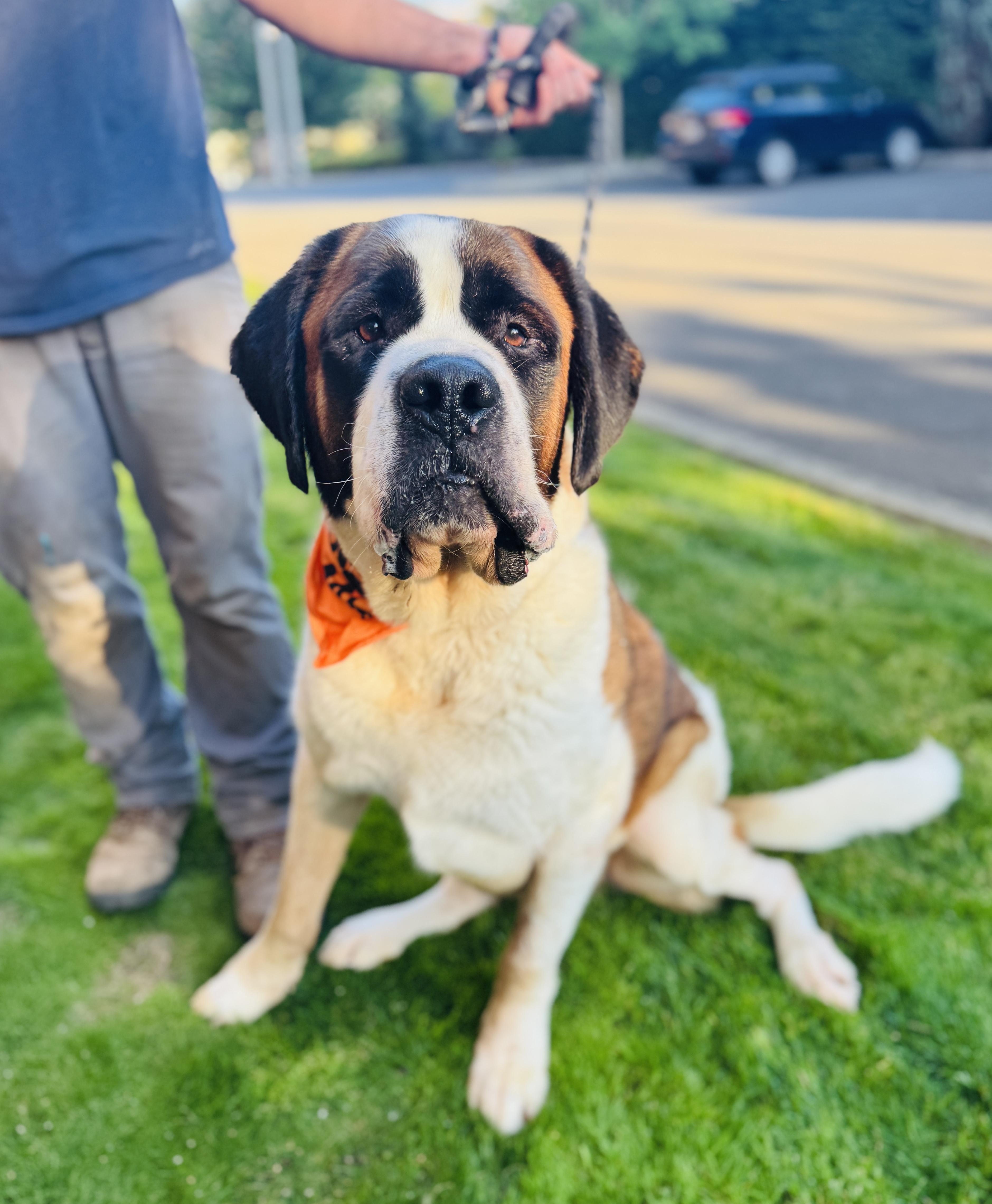 Napoleon thumbnail 3