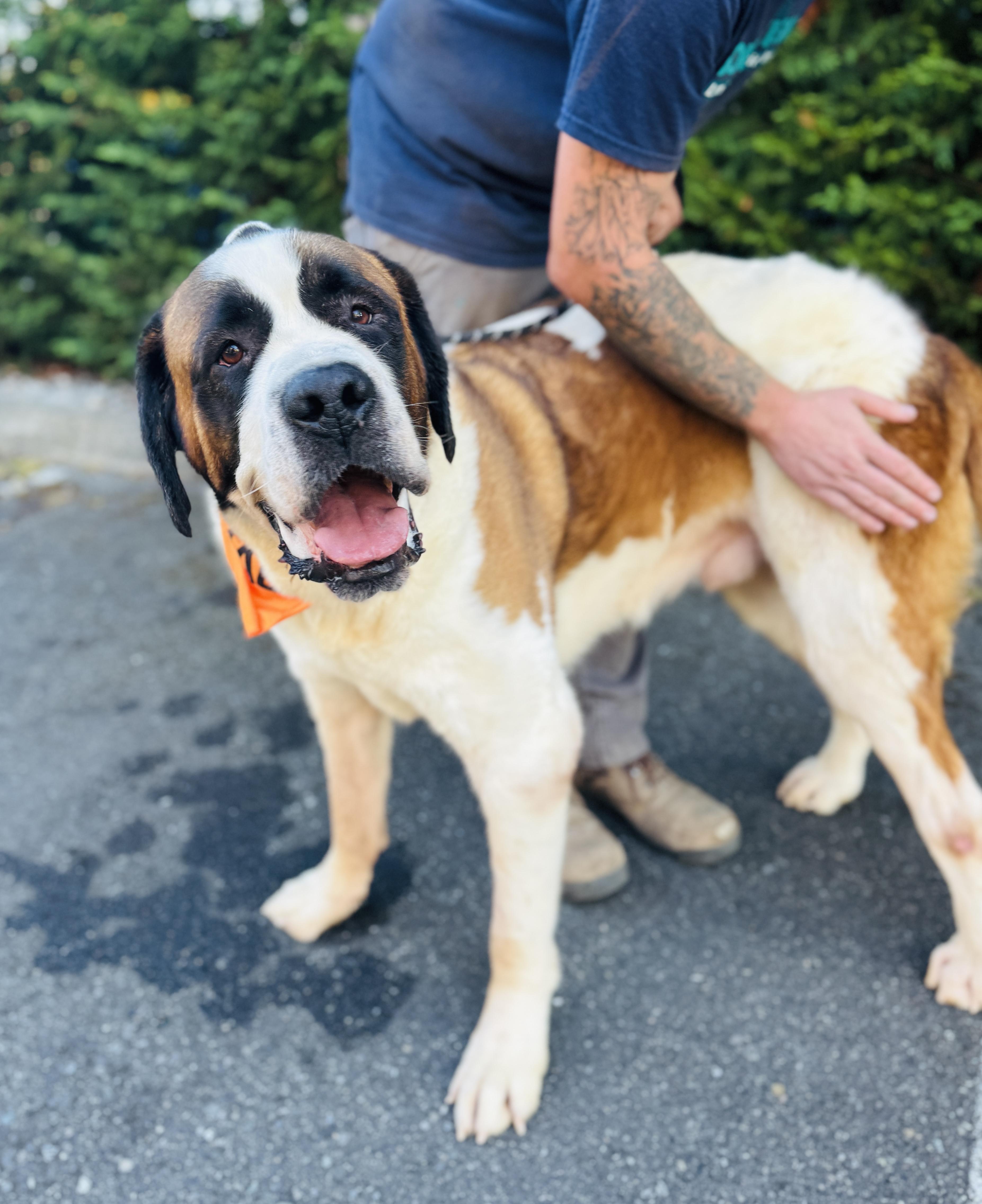 Napoleon thumbnail 4