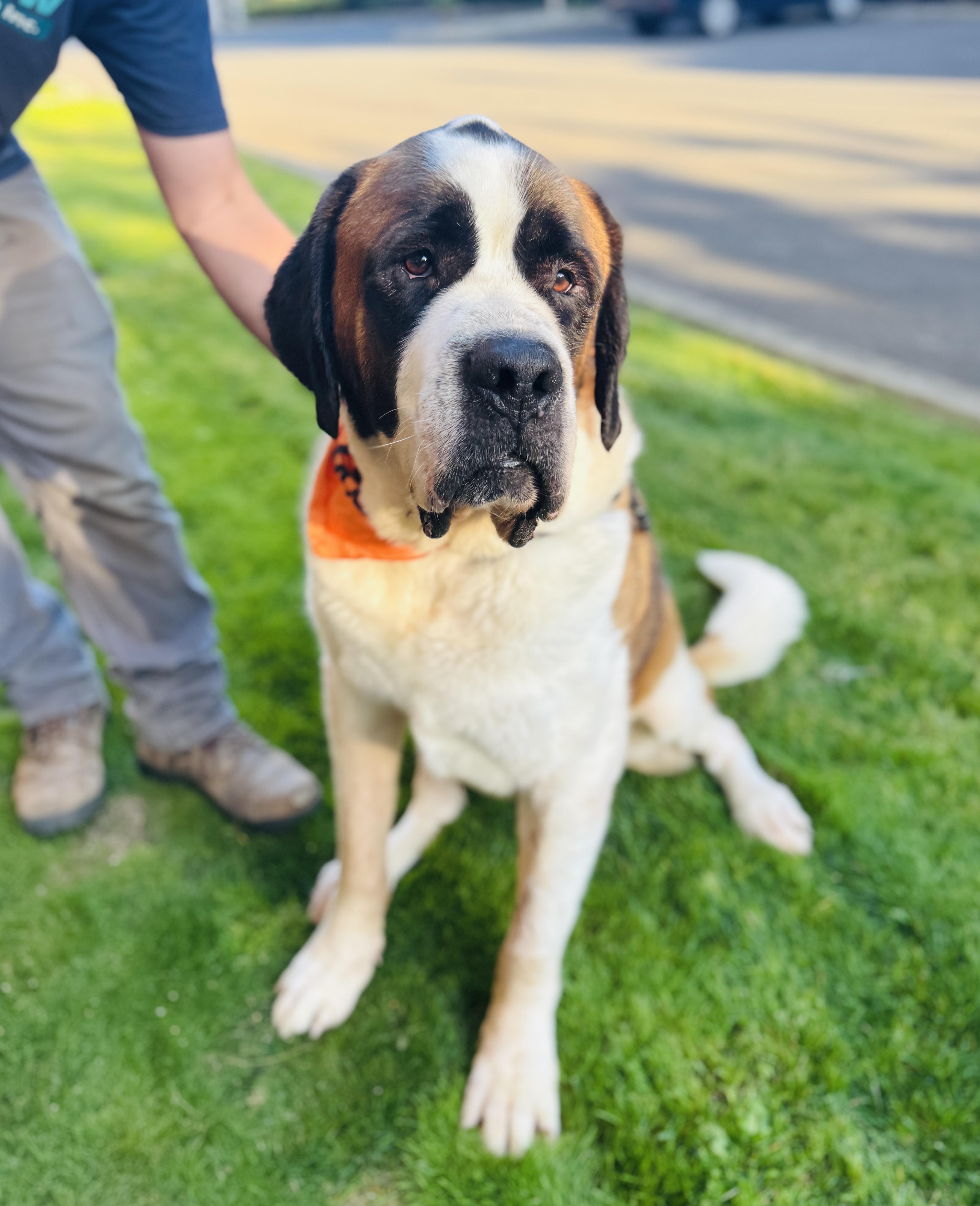 Napoleon thumbnail 5