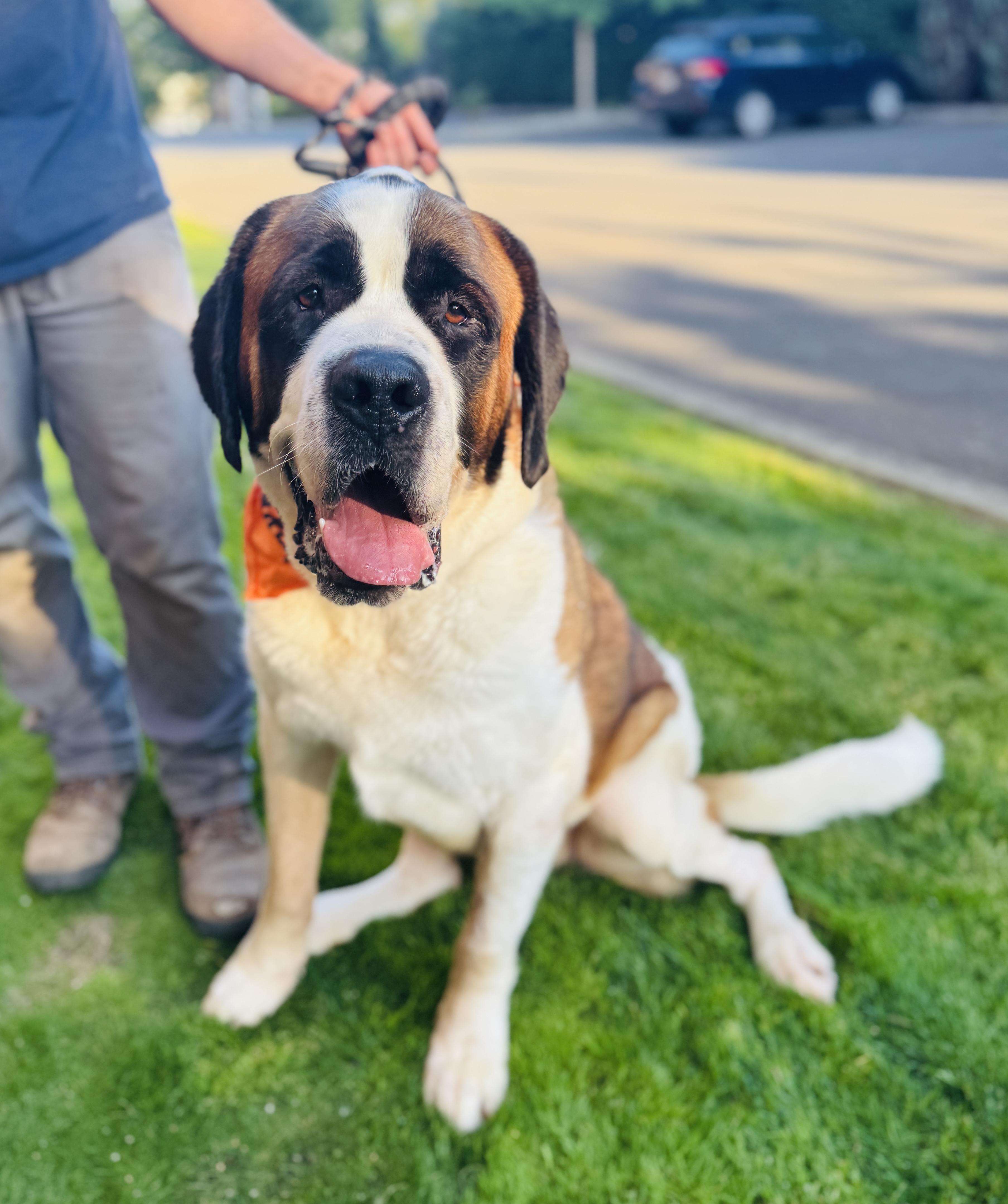 Napoleon thumbnail 6