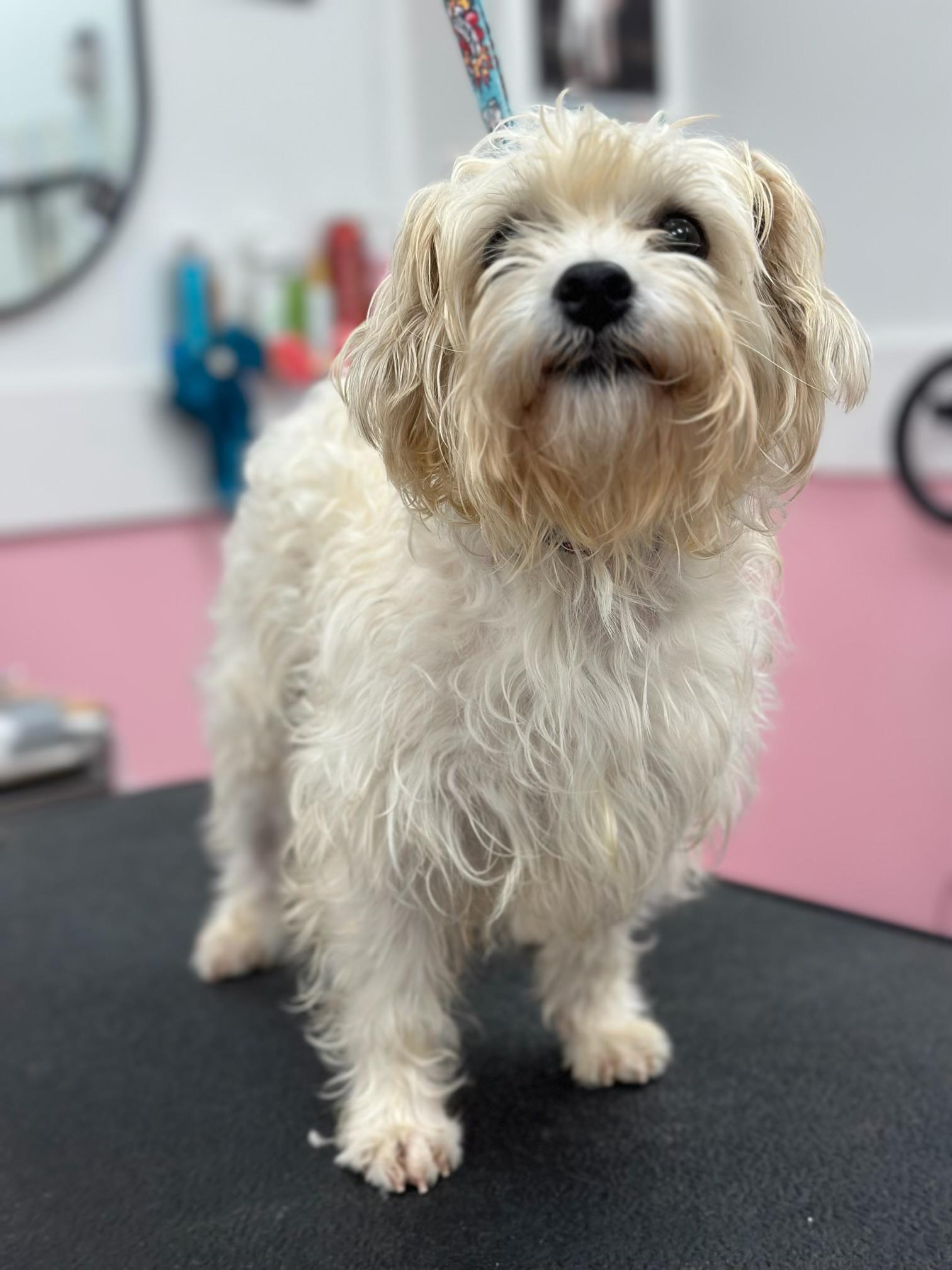 Enlarge Sydney, a ADOPTABLE mixed breed in Atlanta, GA image 4/4