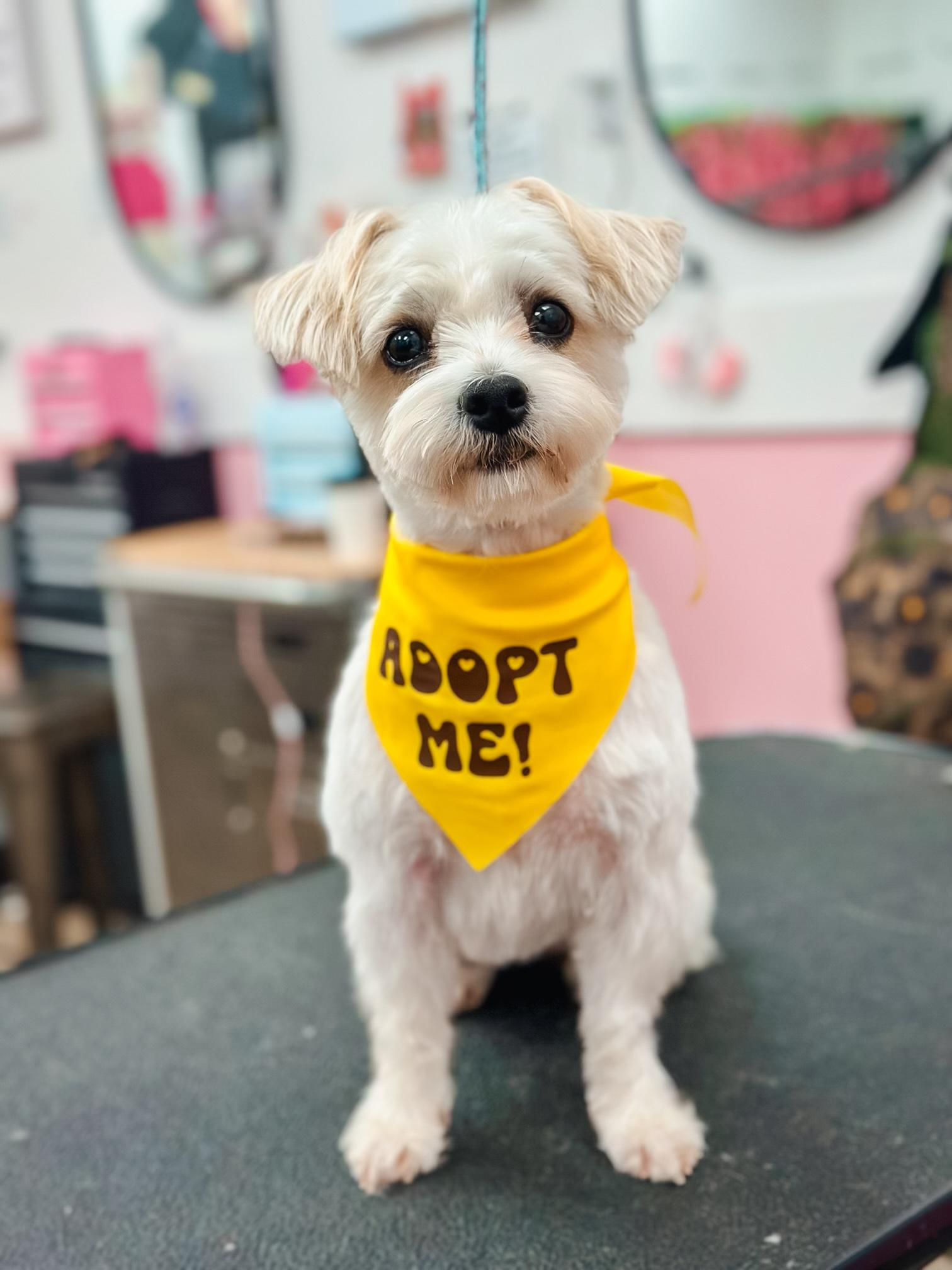 Enlarge Sydney, a ADOPTABLE mixed breed in Atlanta, GA image 2/4