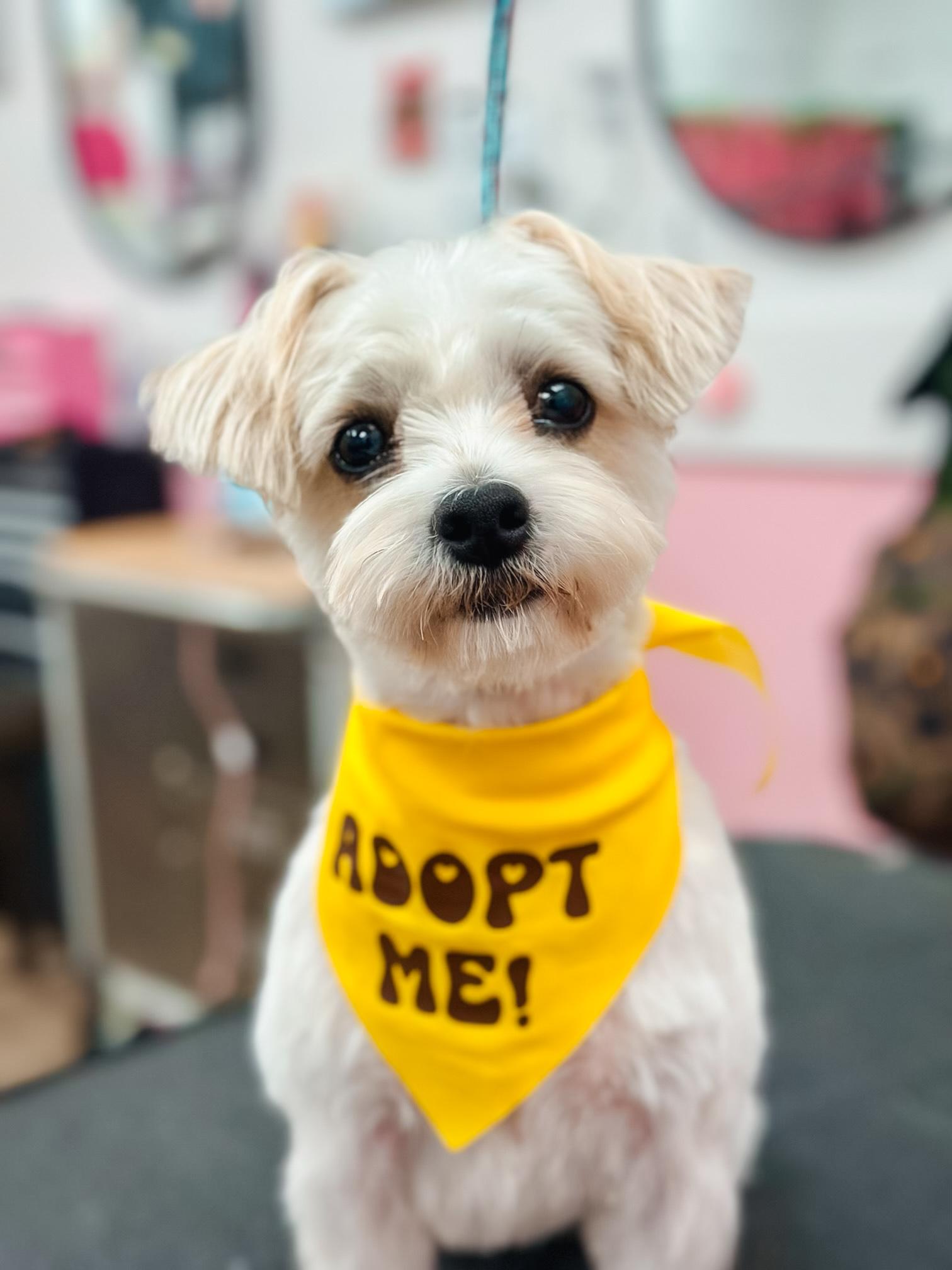 Sydney, ADOPTABLE, Young Female Maltese & Shih Tzu.
