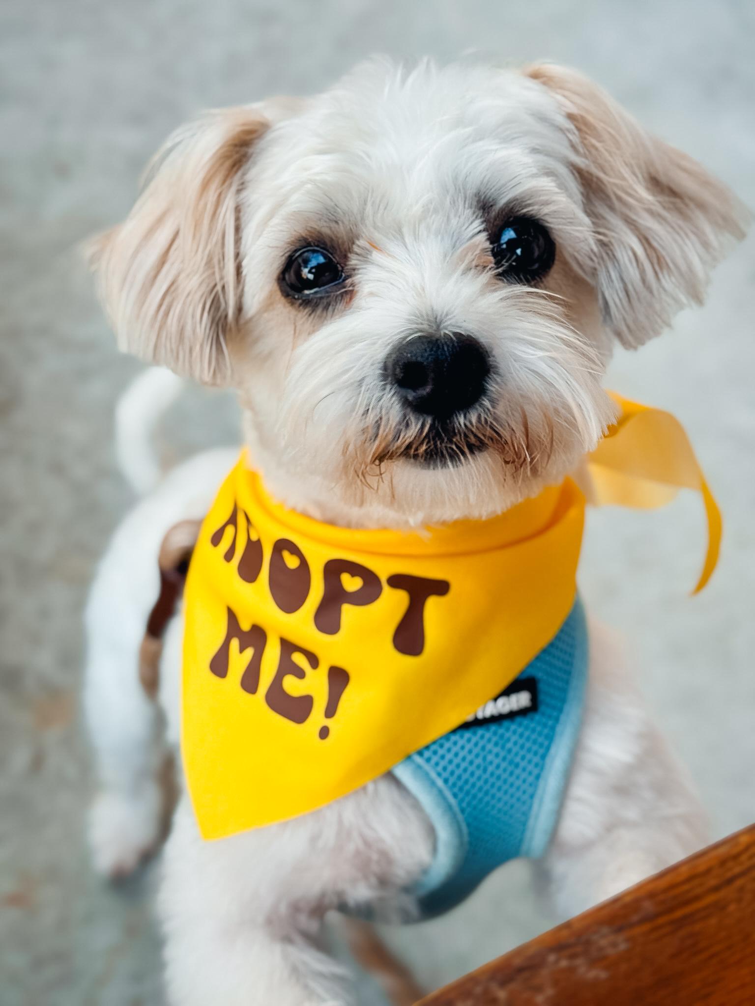 Enlarge Sydney, a ADOPTABLE mixed breed in Atlanta, GA image 3/4