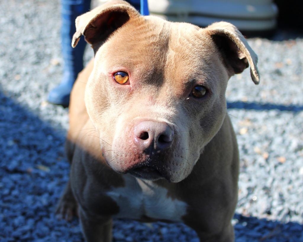 Buster, Adoptable, Adult Male Pit Bull Terrier.