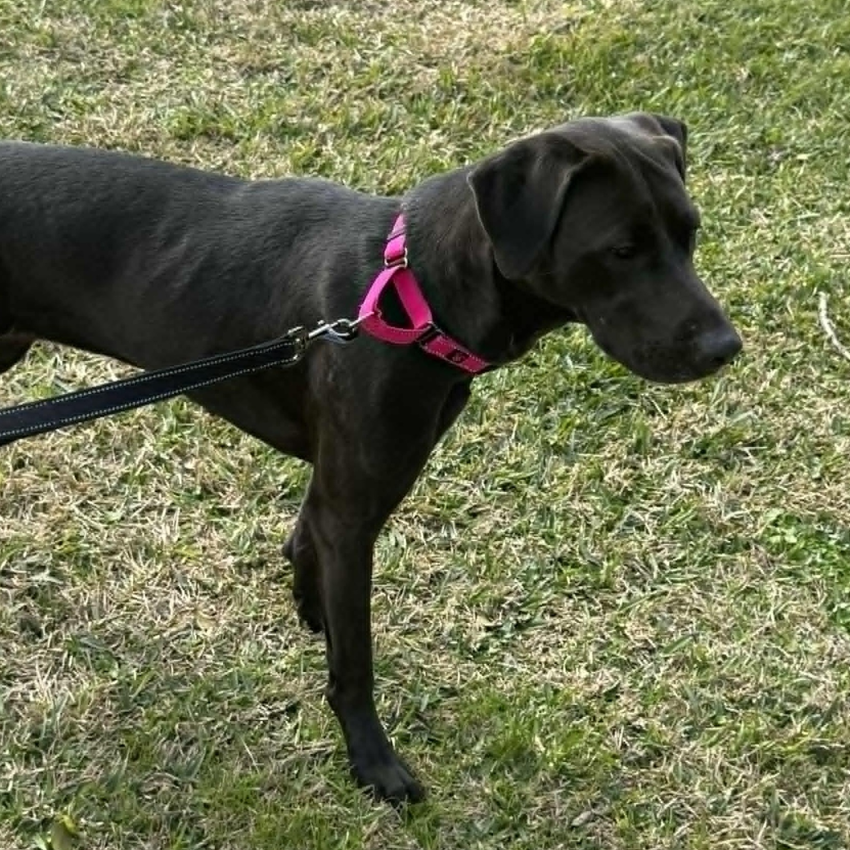 Enlarge Nola, an adopted Black Labrador Retriever in Allentown, PA image 6/6