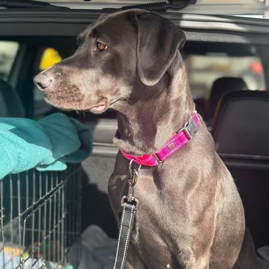 Enlarge Nola, an adopted Black Labrador Retriever in Allentown, PA image 4/6