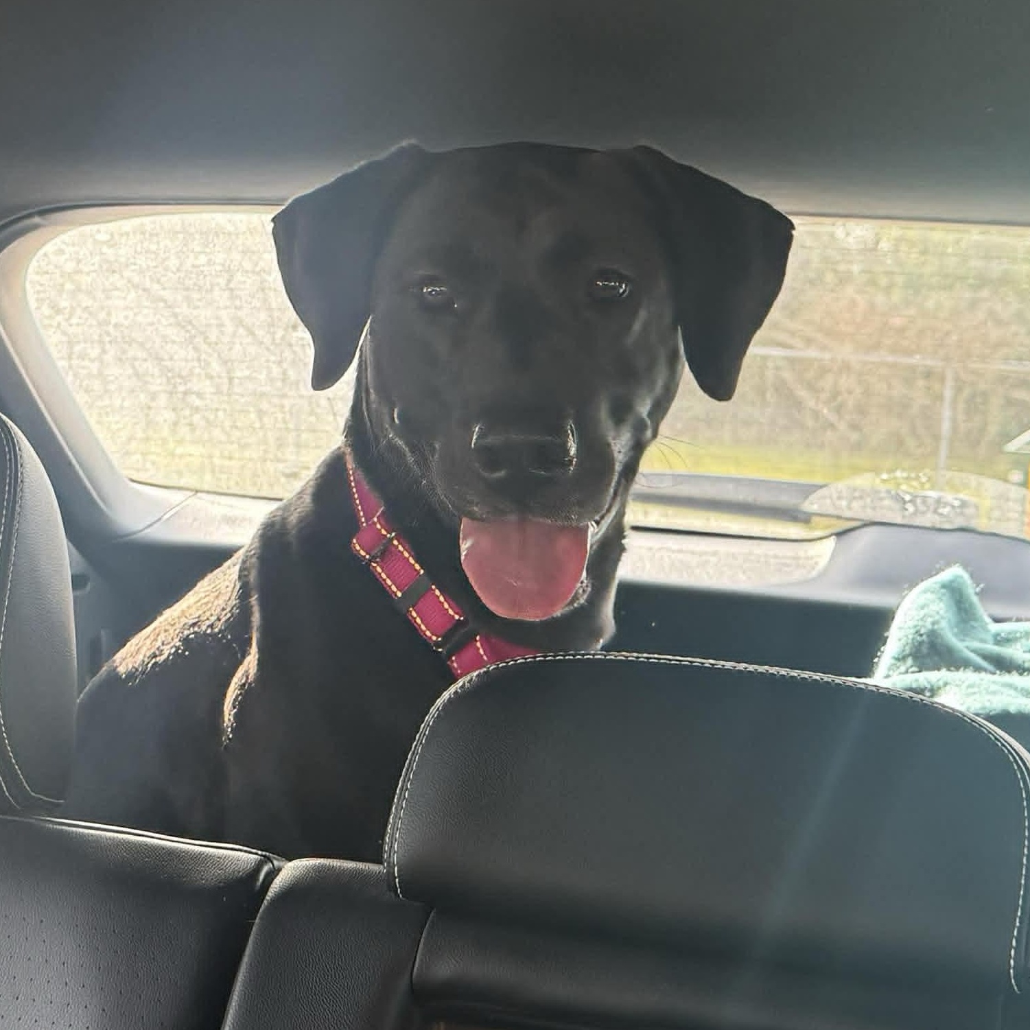 Enlarge Nola, an adopted Black Labrador Retriever in Allentown, PA image 5/6