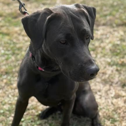 Enlarge Nola, an adopted Black Labrador Retriever in Allentown, PA image 2/6