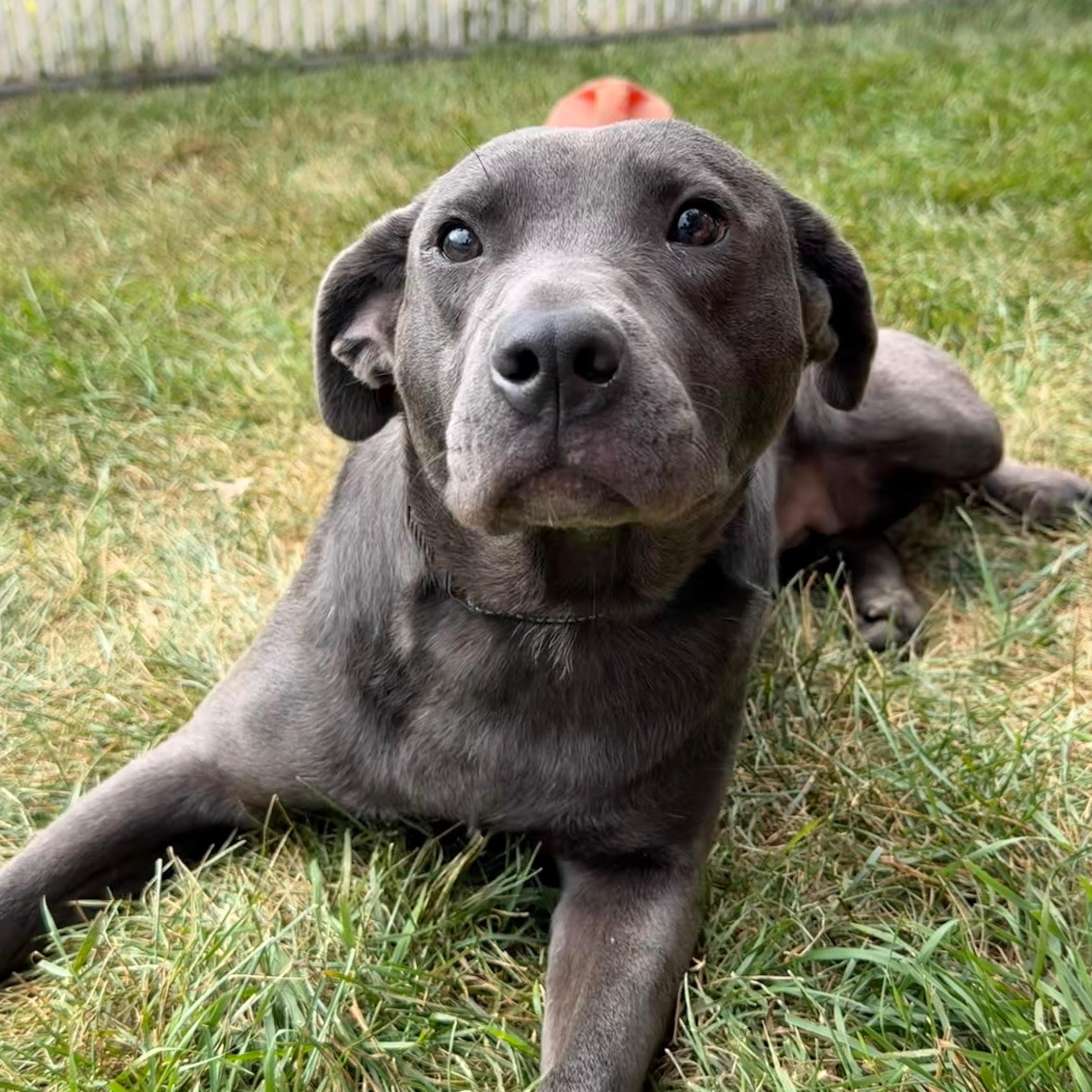 Duckie, ADOPTABLE, Adult Female Labrador Retriever & Pit Bull Terrier.