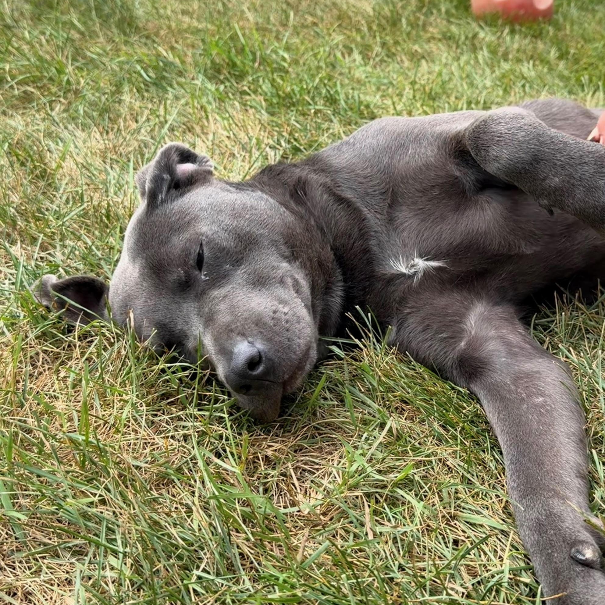 Enlarge Duckie, a ADOPTABLE mixed breed in Amery, WI image 2/3