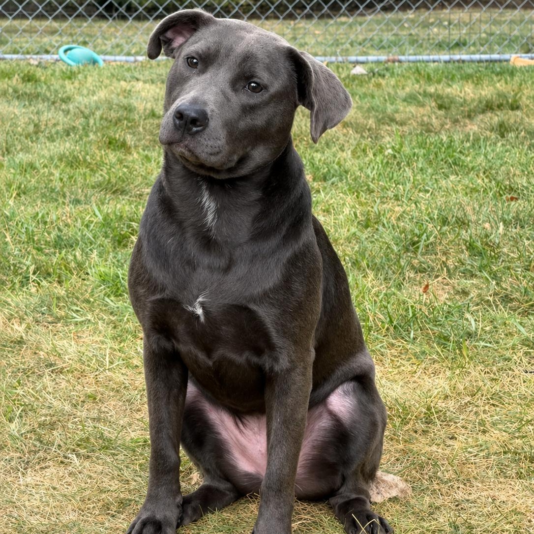 Enlarge Duckie, a ADOPTABLE mixed breed in Amery, WI image 3/3