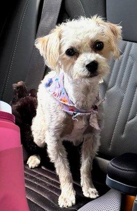 Lucy, a ADOPTABLE mixed breed in Ypsilanti, MI image 2/2