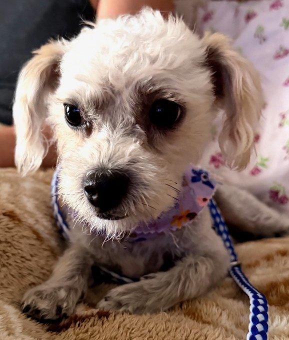 Lucy, ADOPTABLE, Young Female Poodle (Toy) & Shih Tzu.