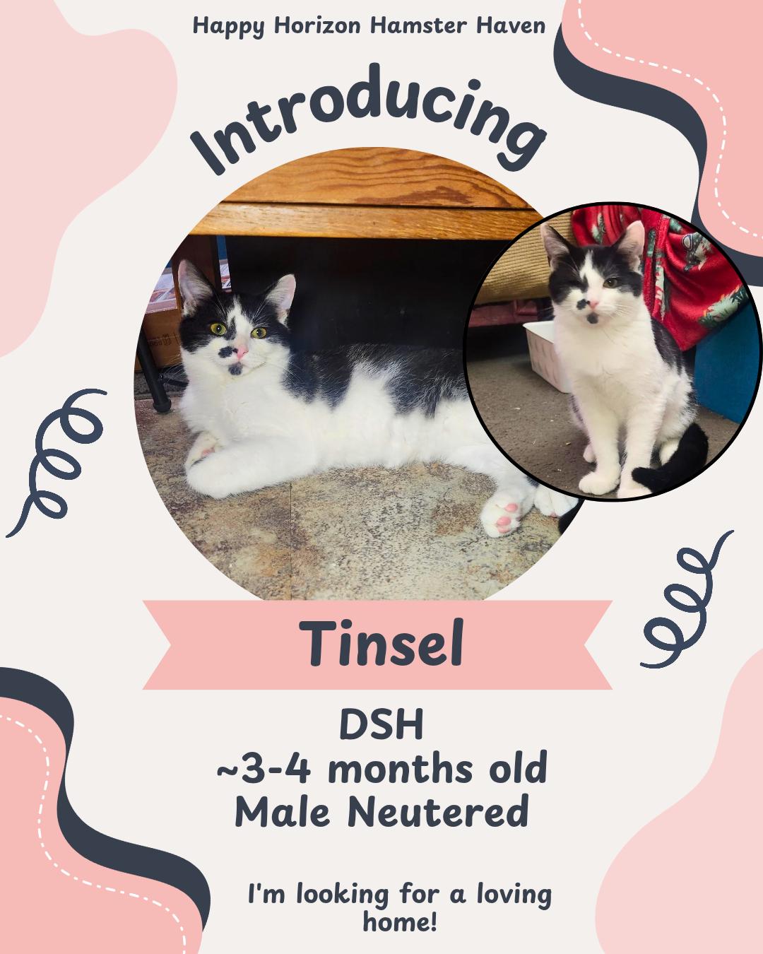 Tinsel, ADOPTABLE, Young Male Domestic Short Hair.