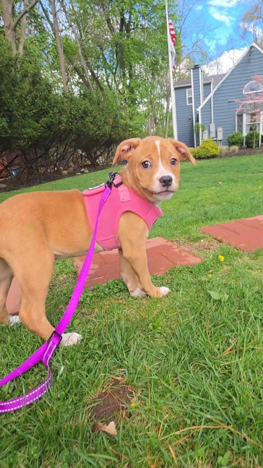 Enlarge Poppy, a ADOPTABLE mixed breed in Wayne, NJ image 4/5