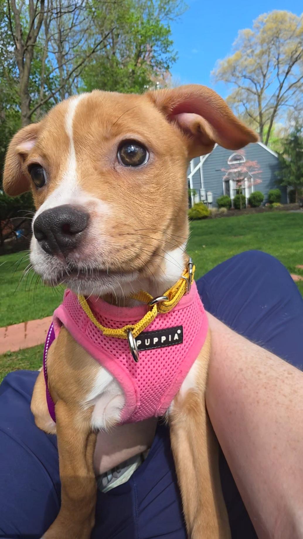 Enlarge Poppy, a ADOPTABLE mixed breed in Wayne, NJ image 3/5